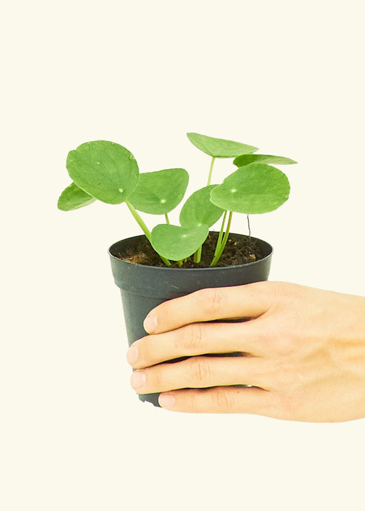  Chinese Money Plant in a 4 inches grow pot
