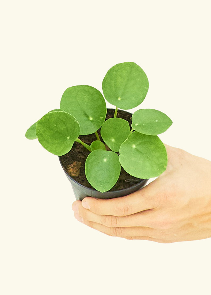  Chinese Money Plant in a 4 inches grow pot
