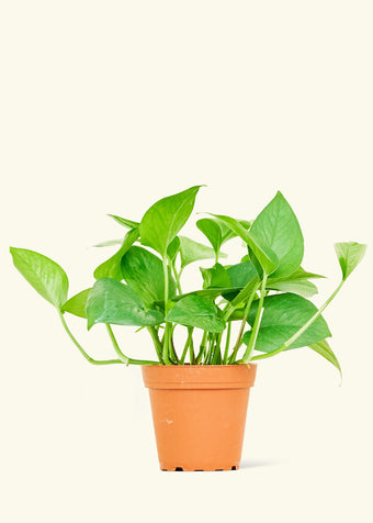 Pothos 'Jade'