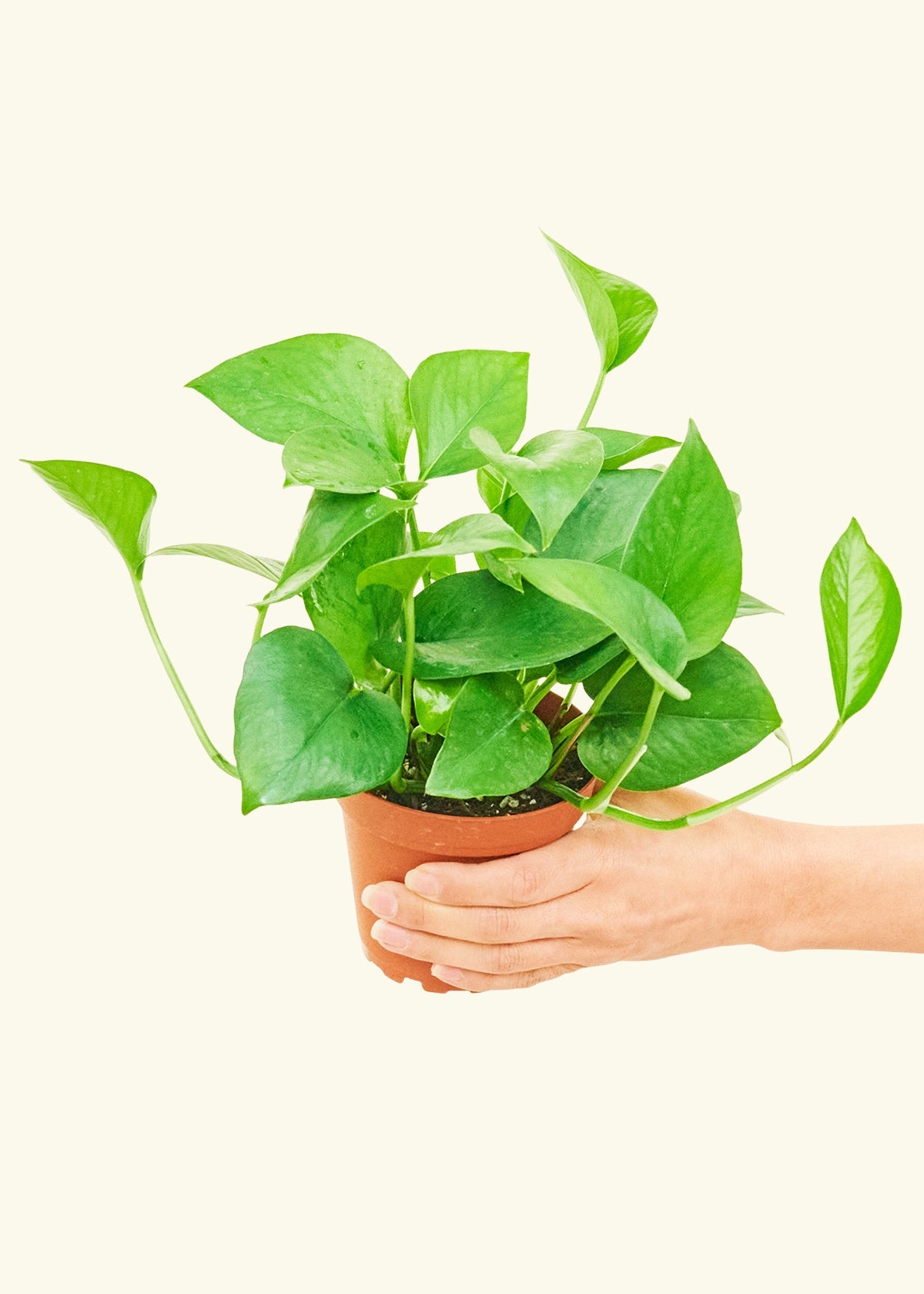 Jade Pothos in a 4 inches grow pot