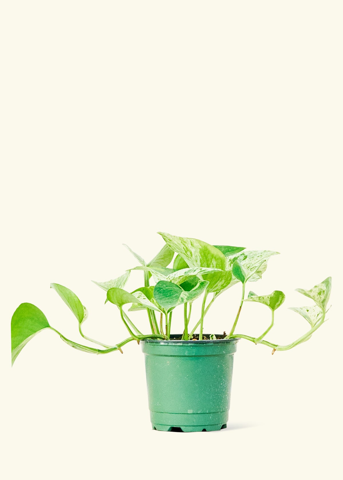 Pothos Marble Queen in a 4 inches grow pot
