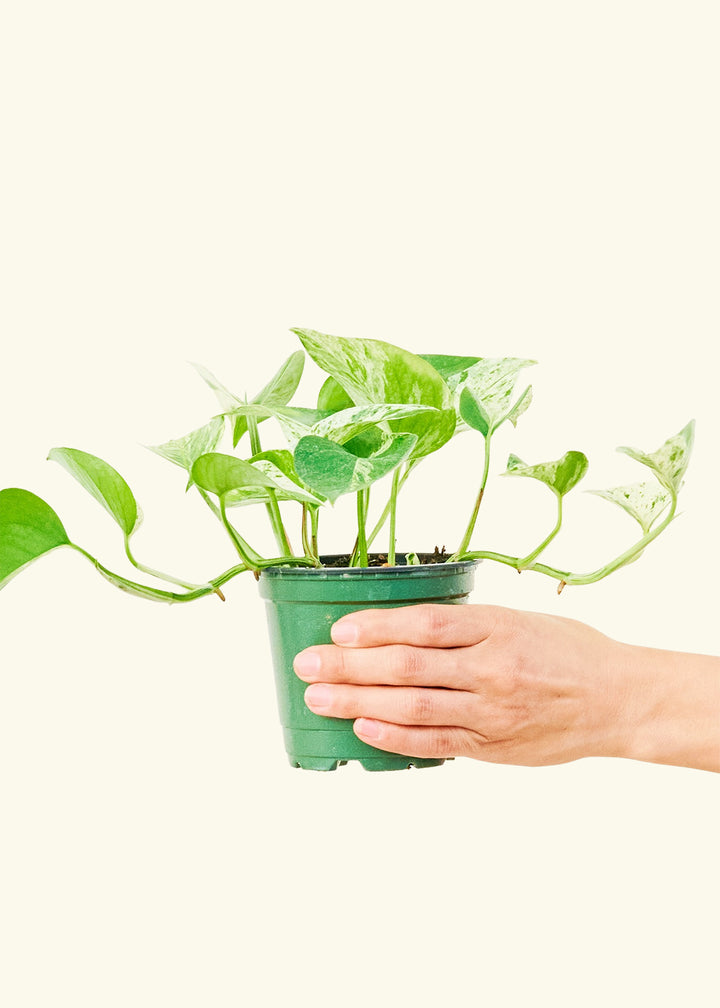 Pothos Marble Queen in a 4 inches grow pot