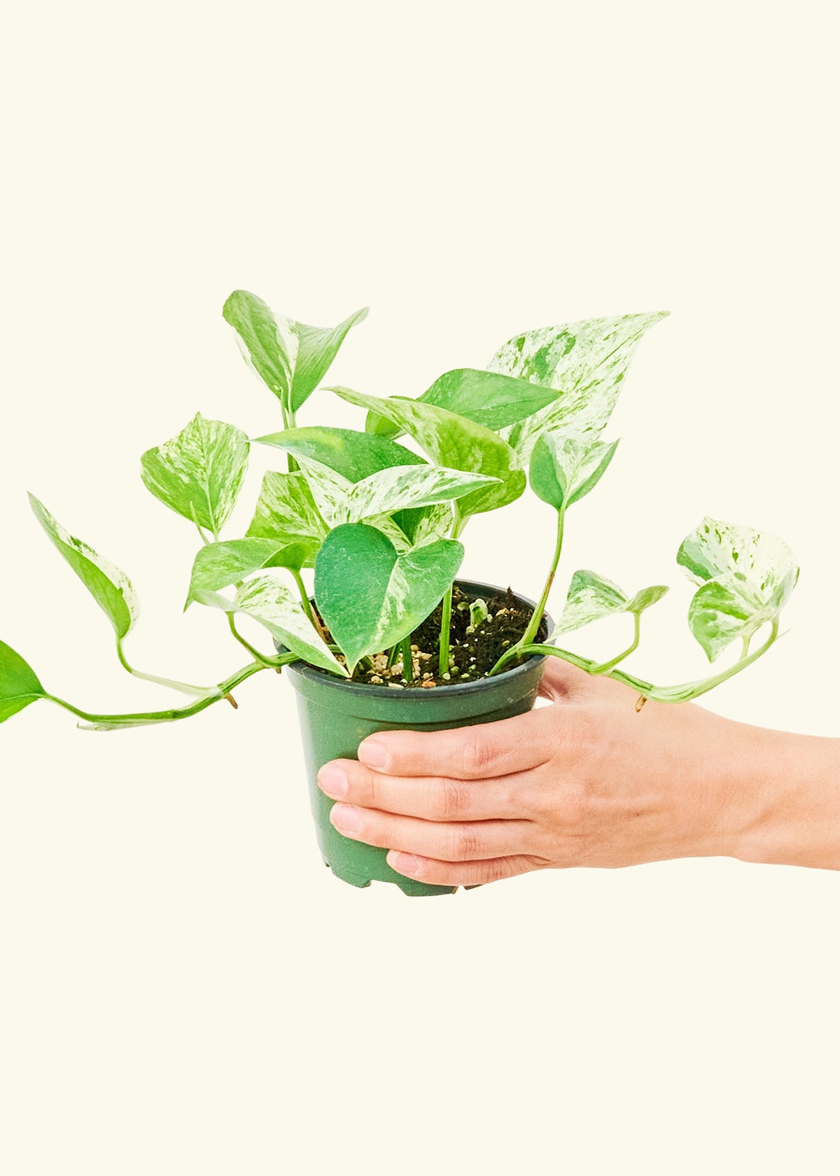 Pothos Marble Queen in a 4 inches grow pot