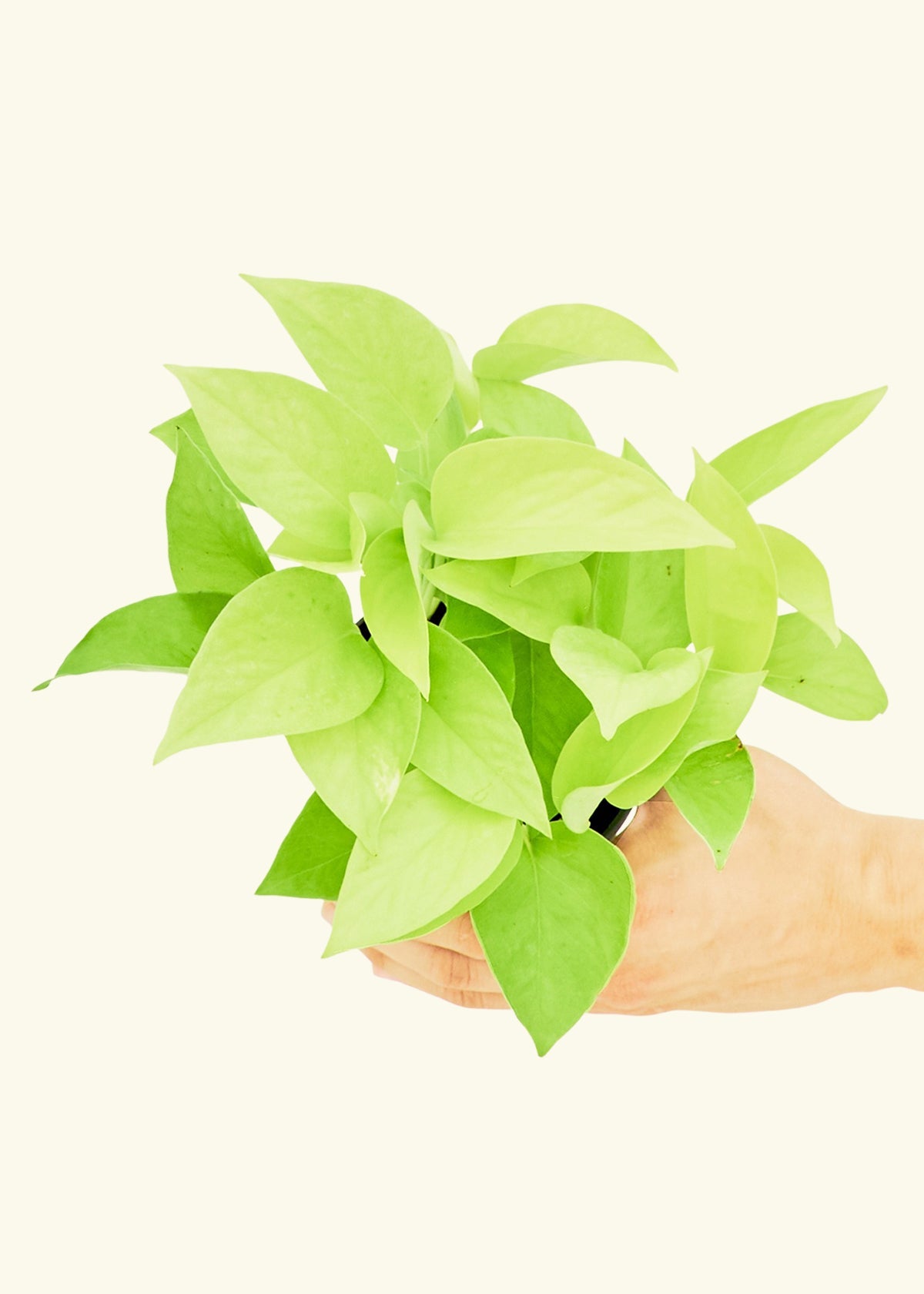 Neon Pothos in a 4 inches grow pot