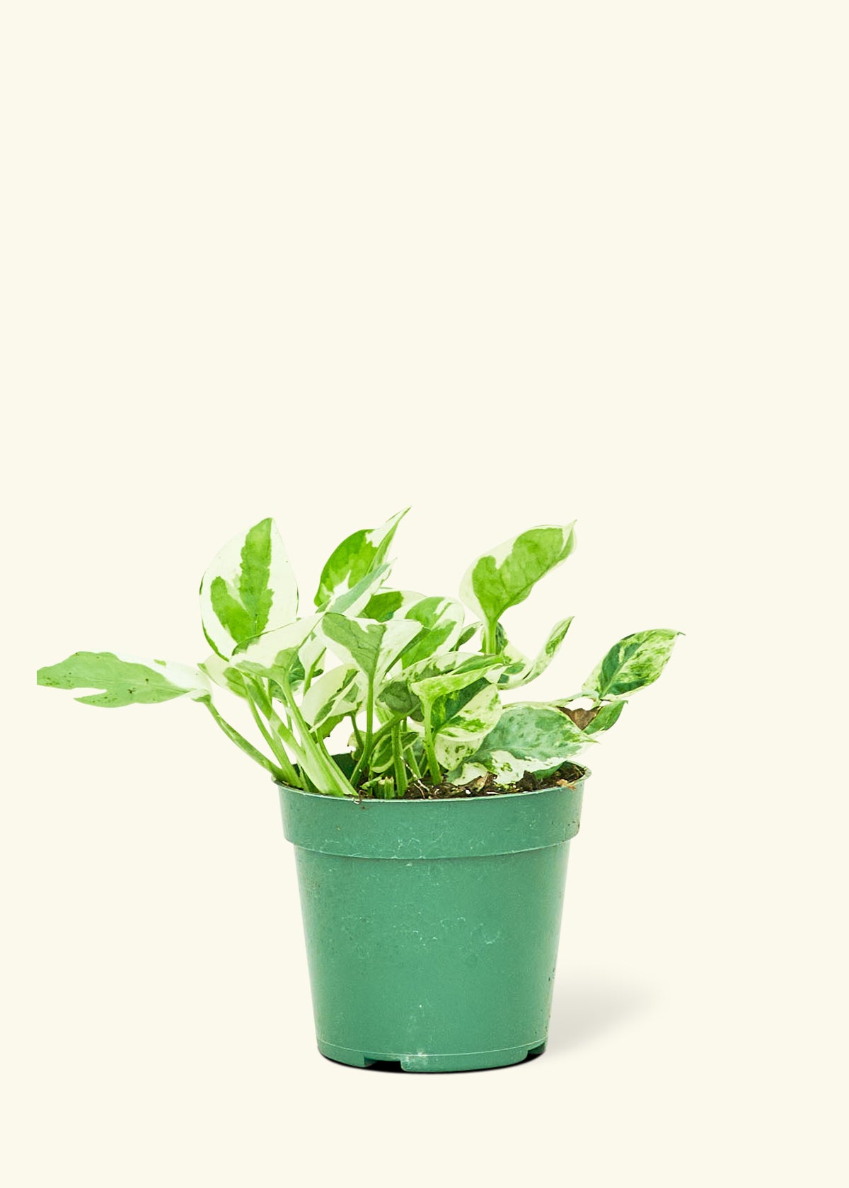 Pothos 'Pearls & Jade' in a 4" pot.