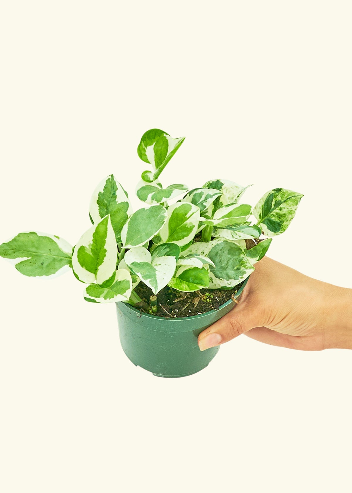 Pothos Pearl and Jade in a 4 inches grow pot