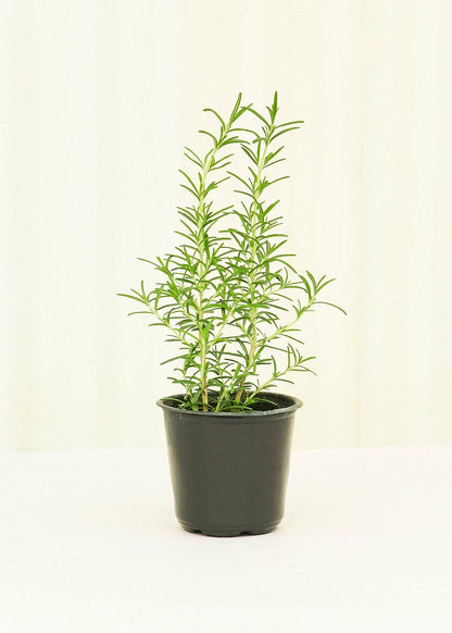 Rosemary 4 pack Plant Rooted 