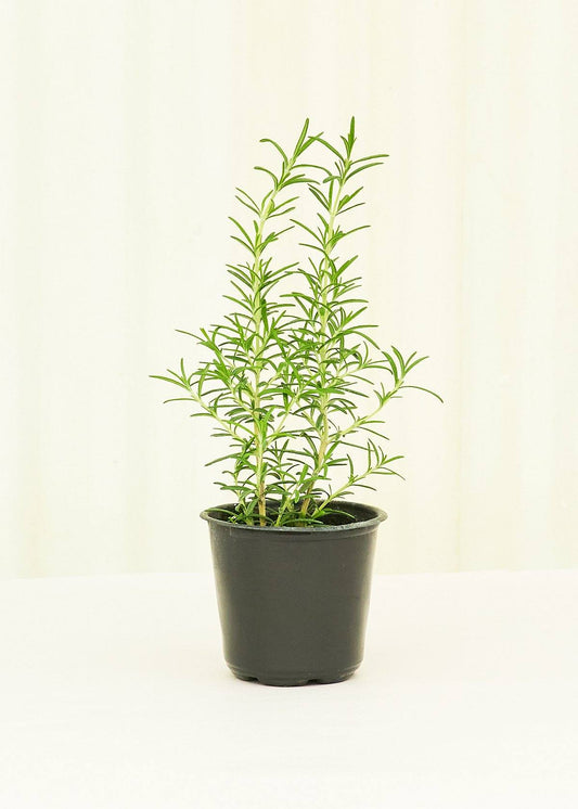 Rosemary 4 pack Plant Rooted 