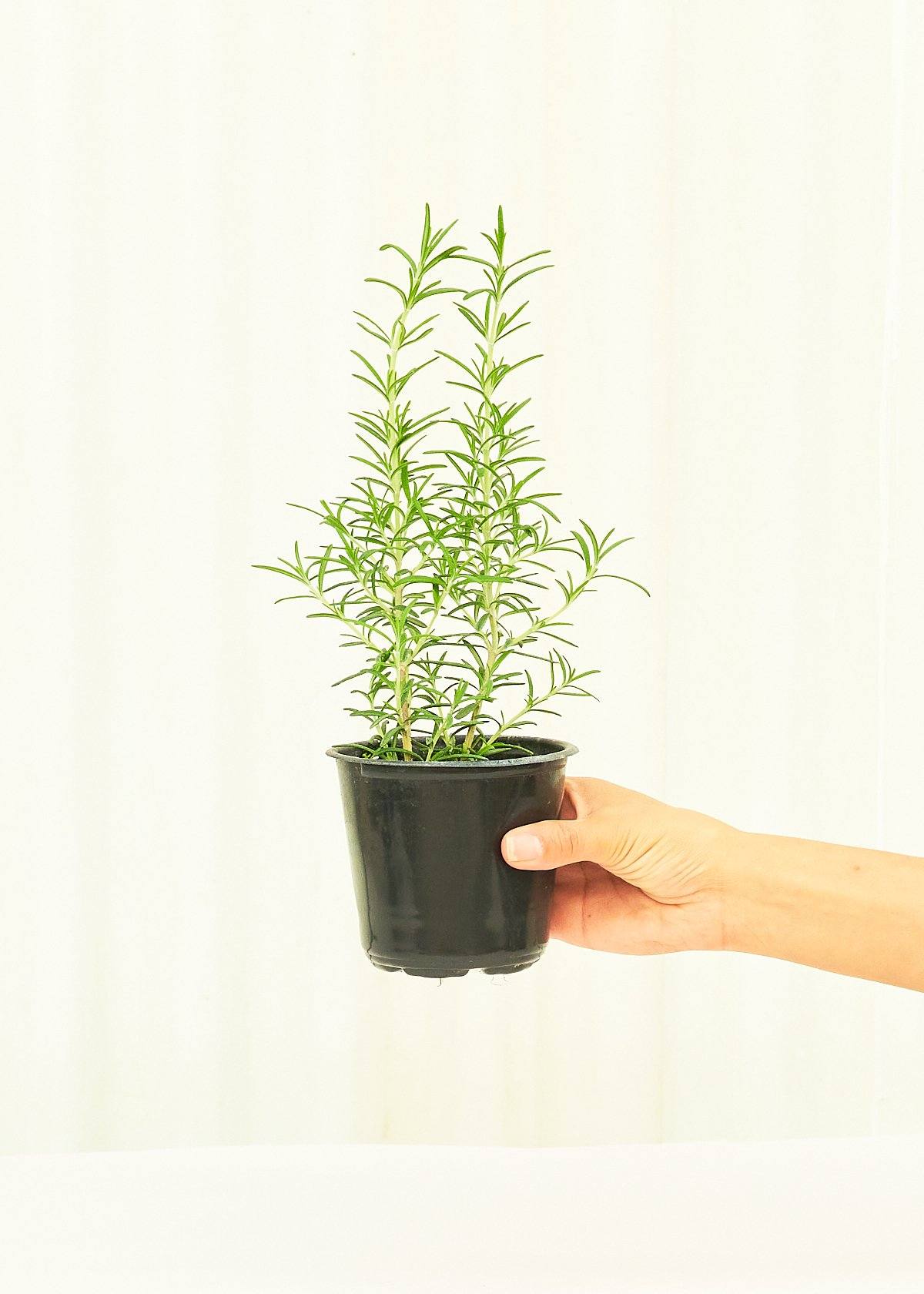 Rosemary 4 pack Plant Rooted 