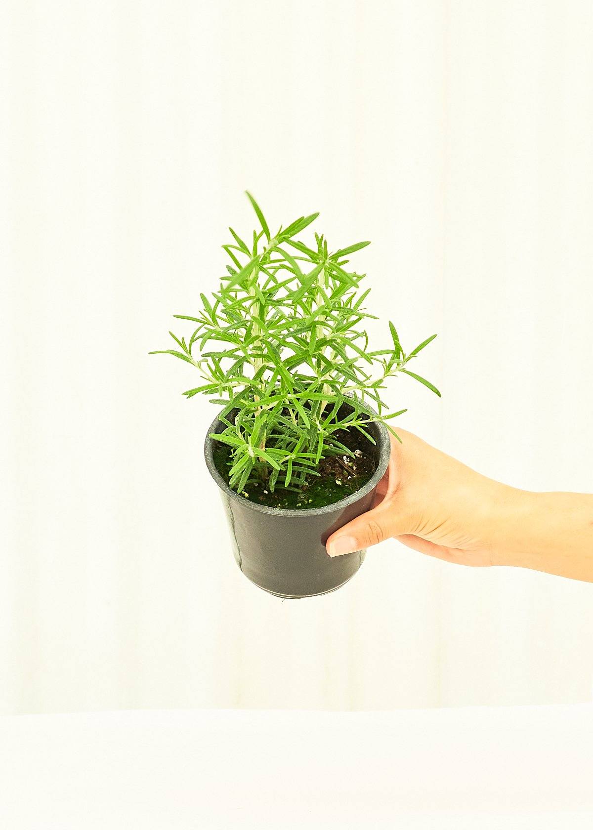 Rosemary 4 pack Plant Rooted 
