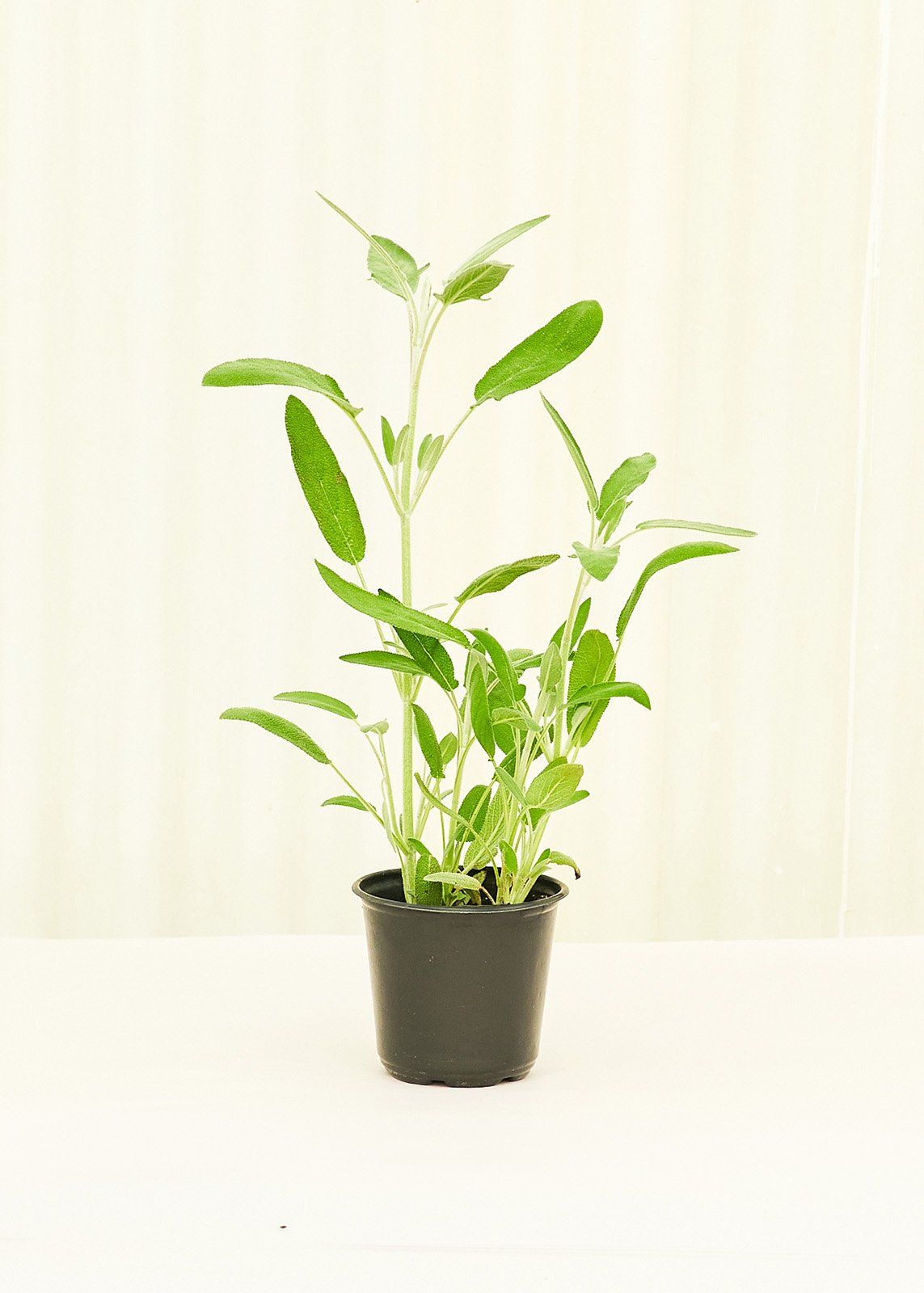 Sage 4 pack Plant Rooted 