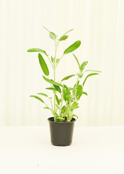 Sage 4 pack Plant Rooted 