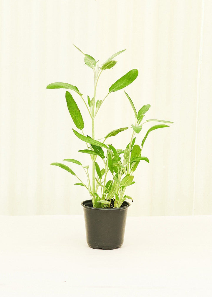 Sage 4 pack Plant Rooted 