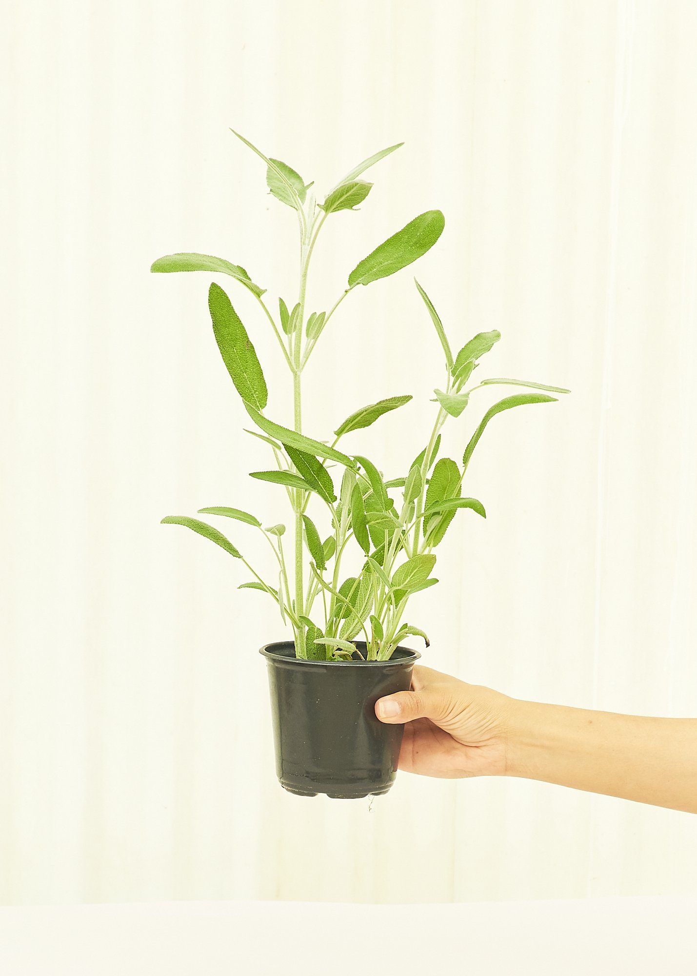 Sage 4 pack Plant Rooted 