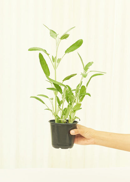 Sage 4 pack Plant Rooted 