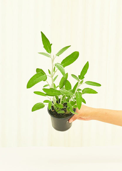 Sage 4 pack Plant Rooted 