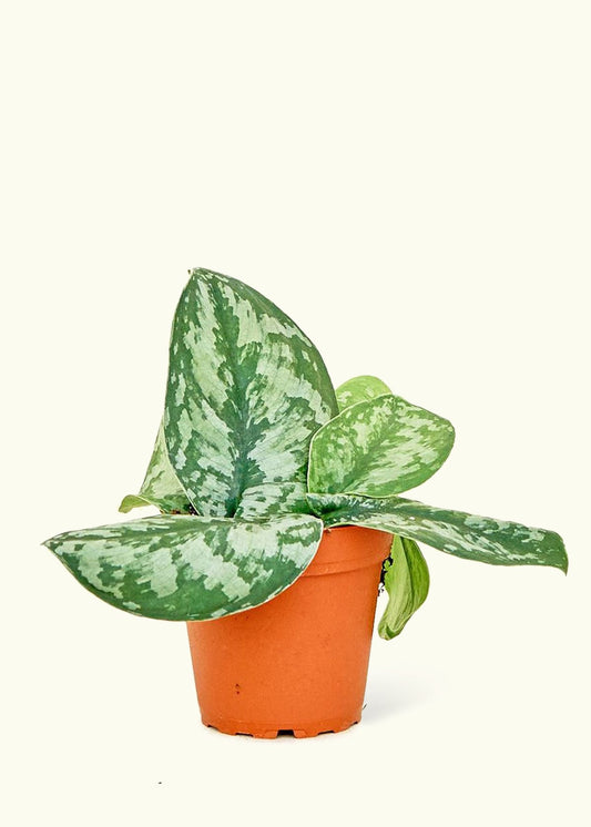 Silver Pothos Exotica in a 4 inches grow pot