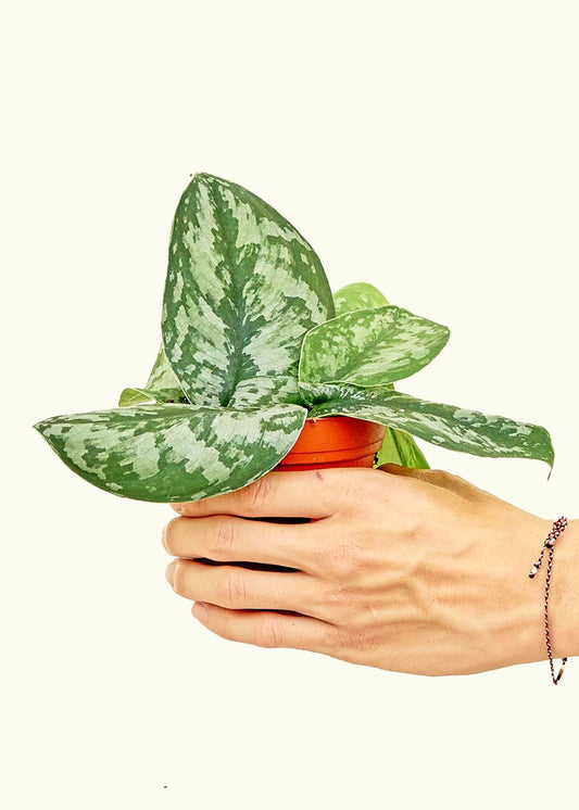 Silver Pothos Exotica in a 4 inches grow pot
