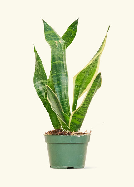 laurentii snake plant Snake Plant Laurentii