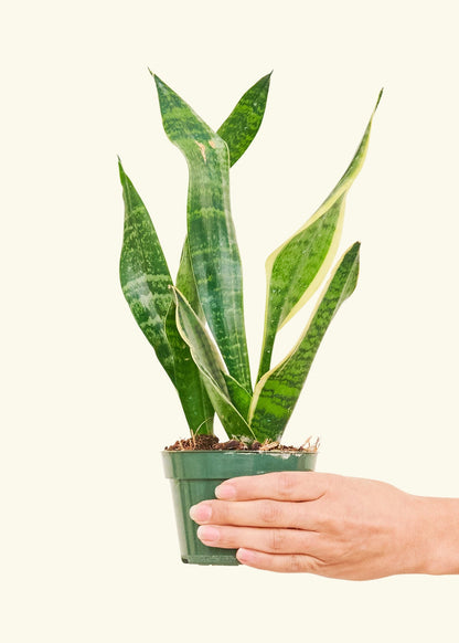 sansevieria laurentii height Sansevieria Laurentii – Hey Rooted