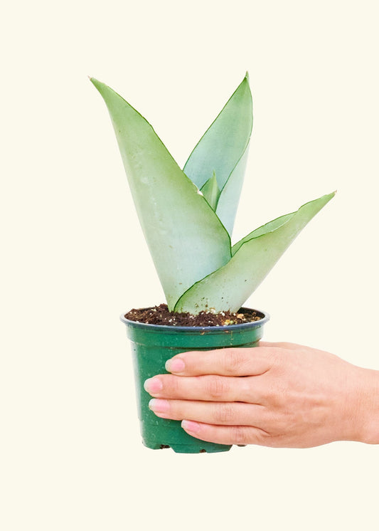 Moonshine Snake Plant in a 4 inches grow pot