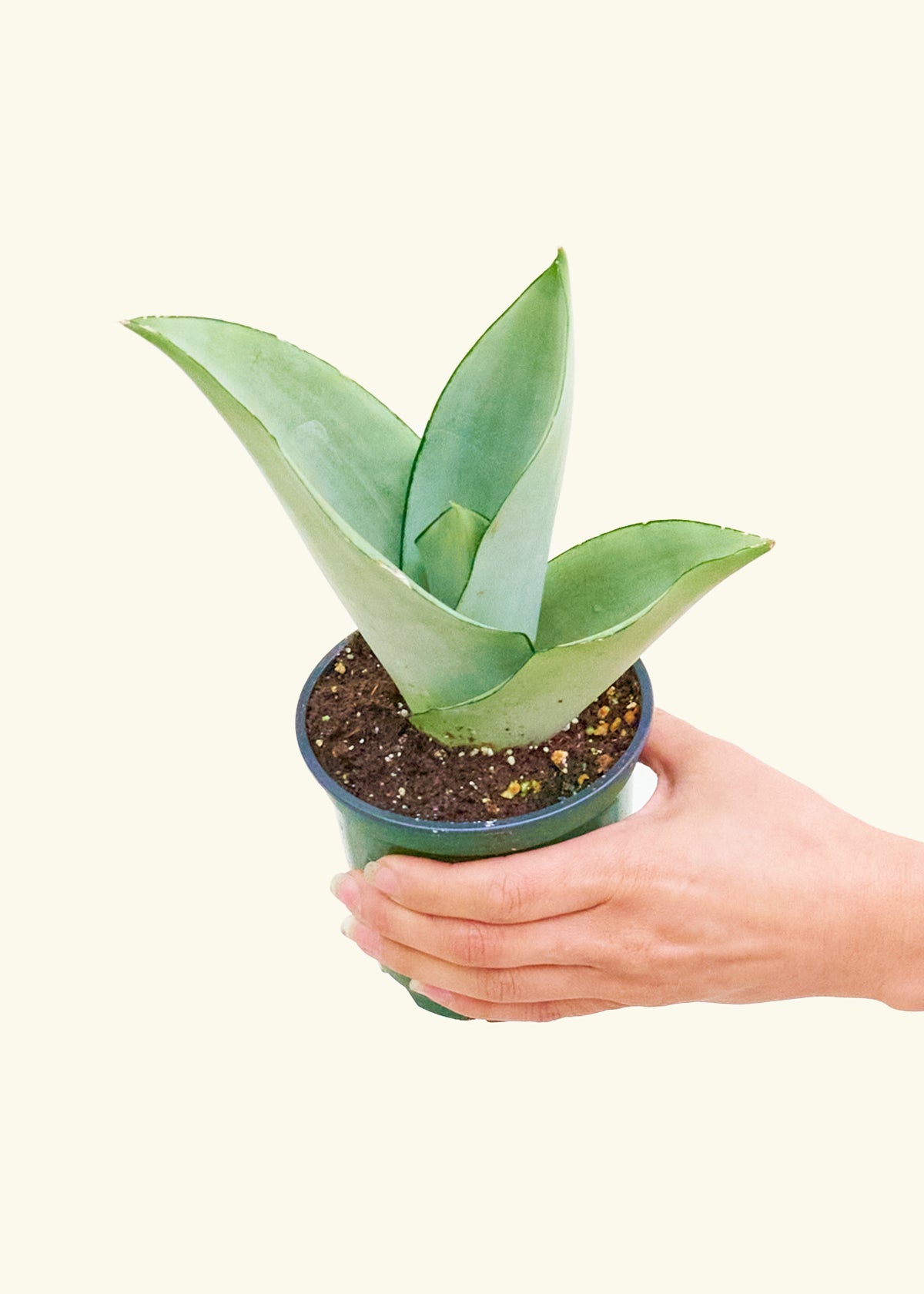 Moonshine Snake Plant in a 4 inches grow pot