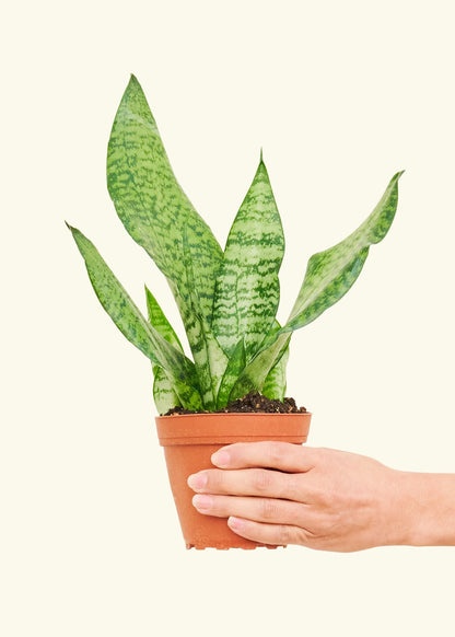 zeylanica sansevieria Sansevieria Zeylanica – Hey Rooted