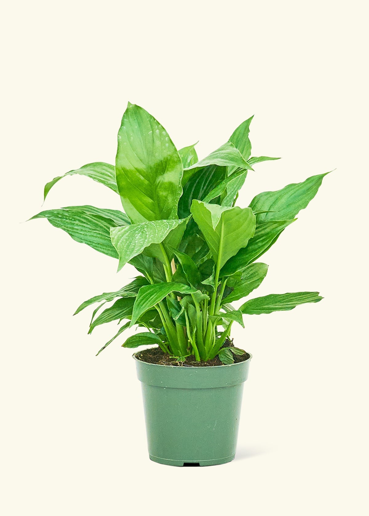 Spath Peace Lily in a 4 inches grow pot