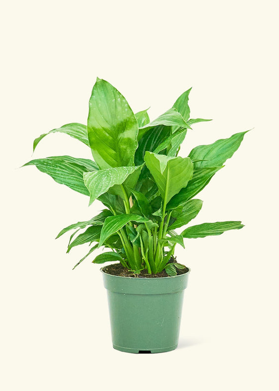 Spath Peace Lily in a 4 inches grow pot