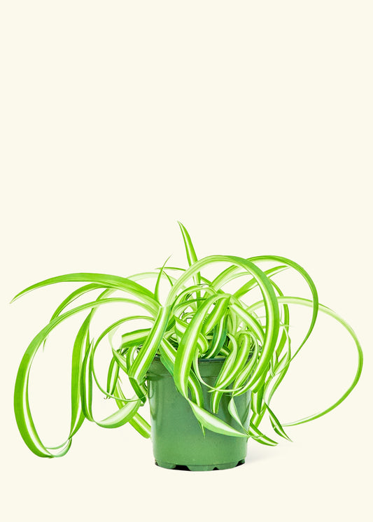 Bonnie Plant Rooted