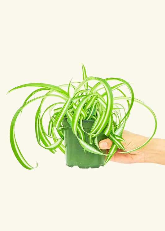 Bonnie Plant Rooted SM