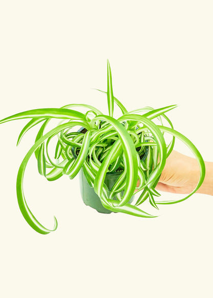 Bonnie Plant Rooted