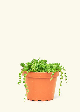 String of Pearls Succulent in a 4 inches grow pot