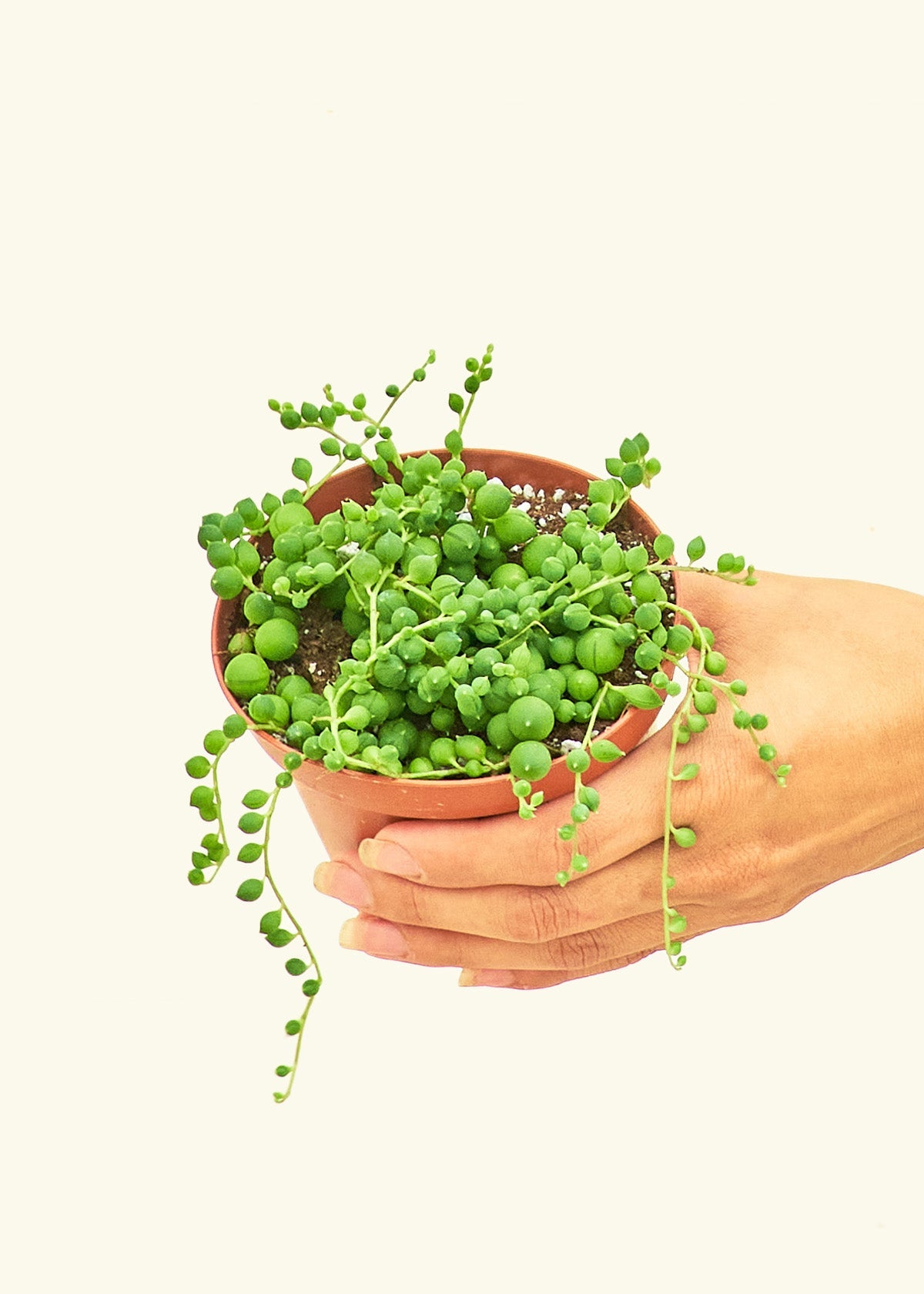 pea shaped succulent String of Pearls