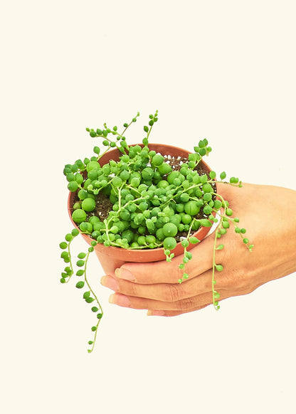 String of Pearls Succulent in a 4 inches grow pot