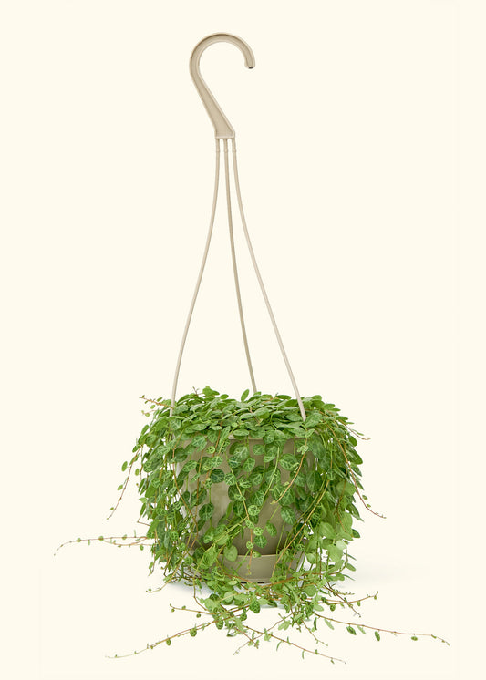 String of Turtles in a 5 inches grow pot