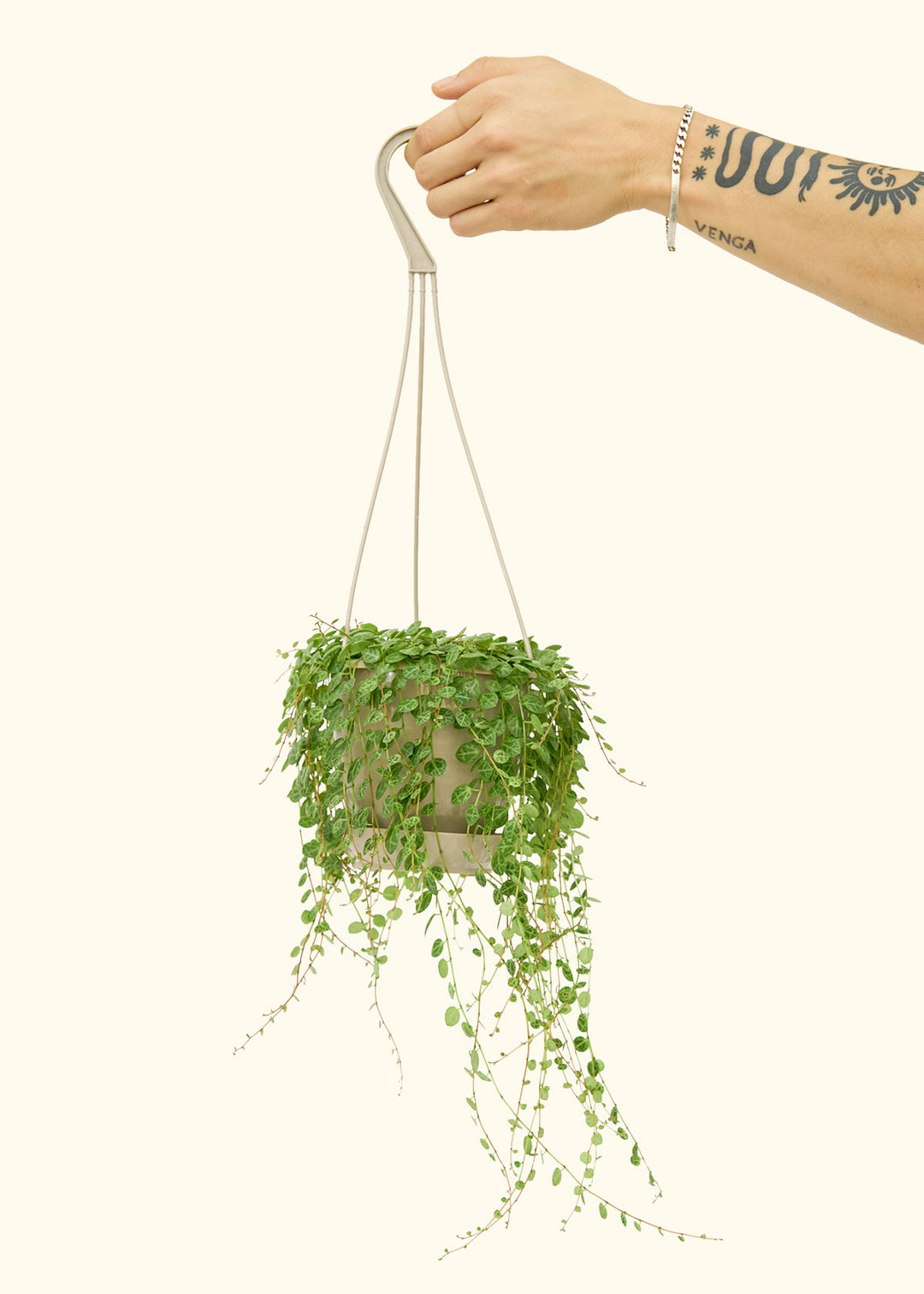 String of Turtles in a 5 inches grow pot