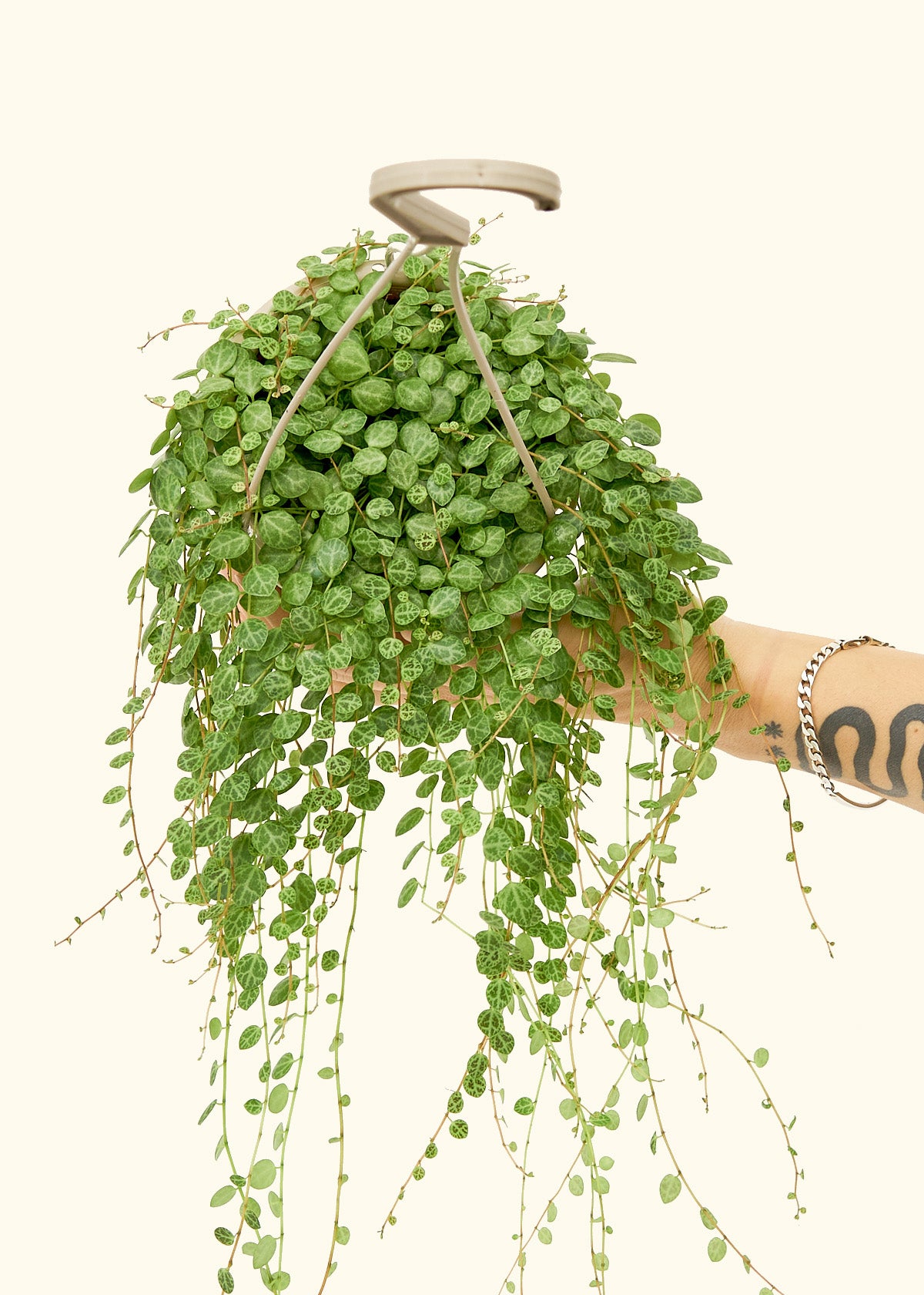 String of Turtles in a 5 inches grow pot