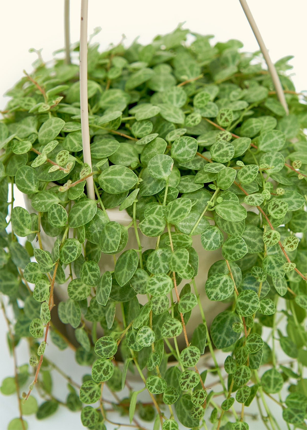 succulent string of turtles String of Turtles – Hey Rooted