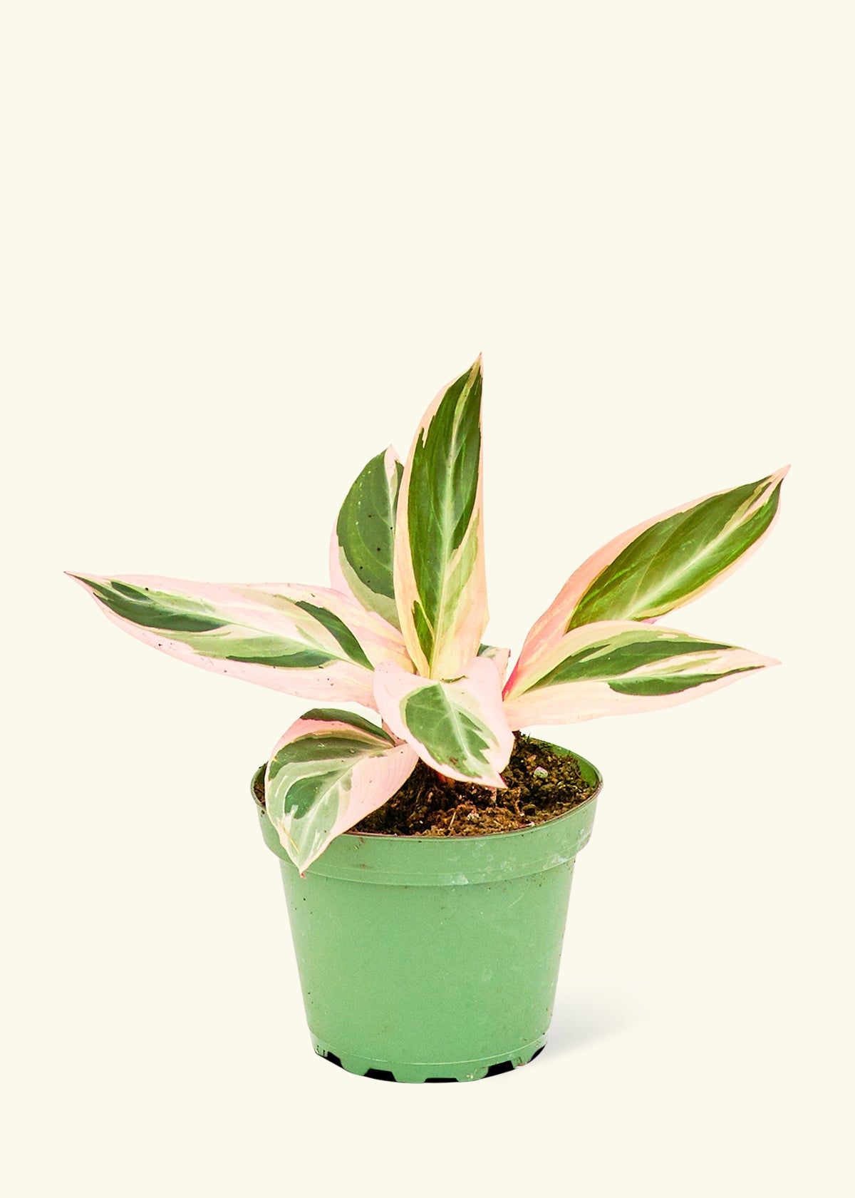 Stromanthe Triostar in a 4 inches grow pot