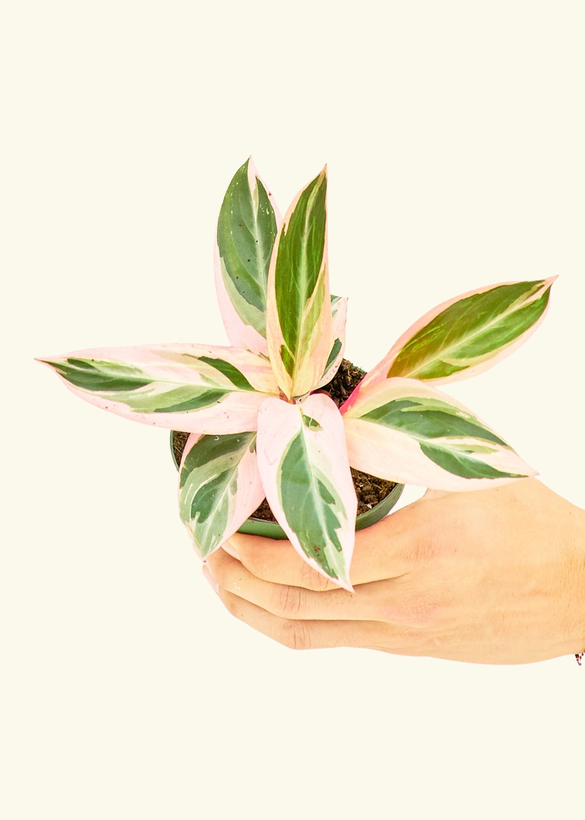 Stromanthe Triostar in a 4 inches grow pot