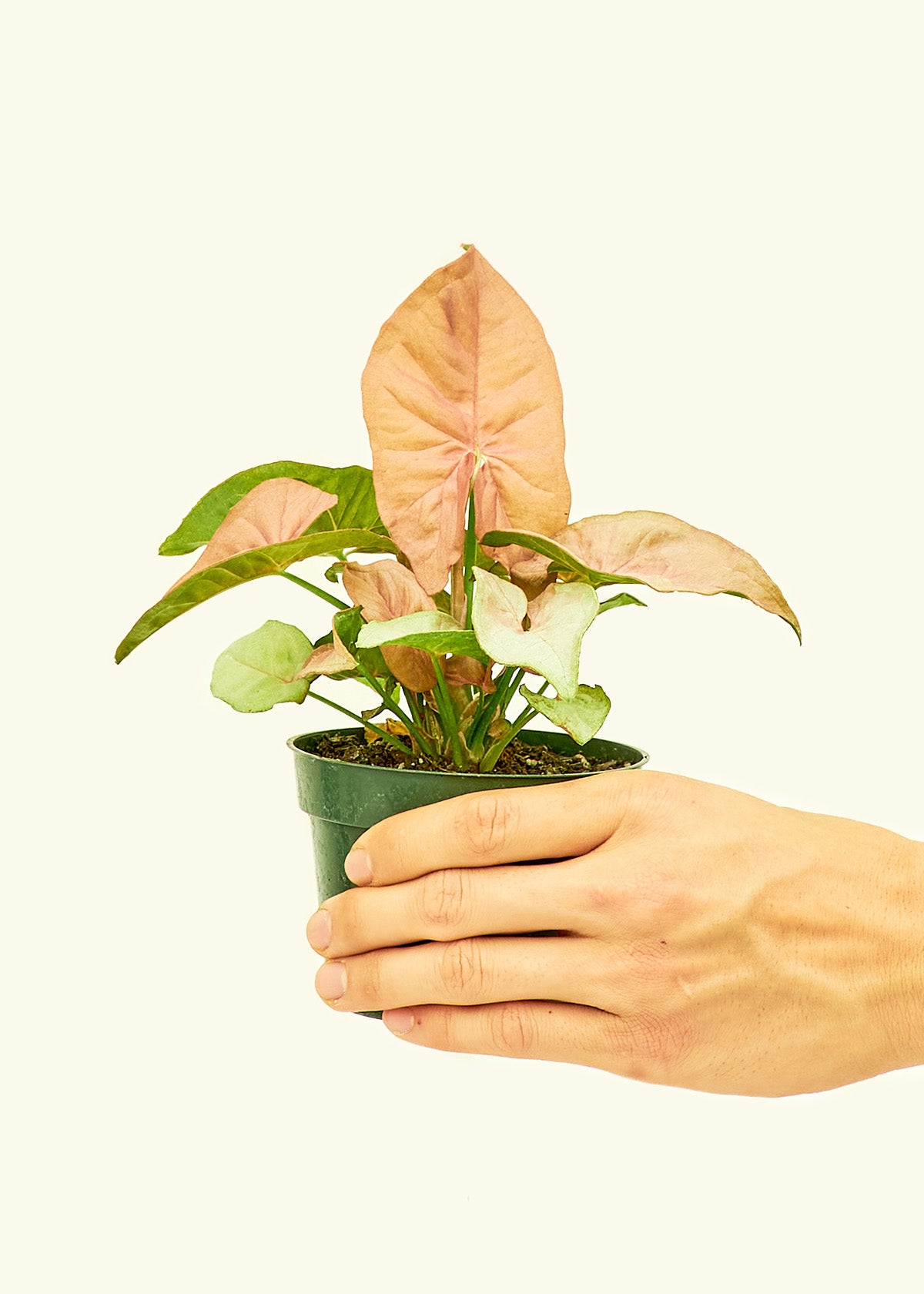 みやっち PROPAGATE Amazon.com : Sjzx Hydroponics Growing System | 70-Plant
