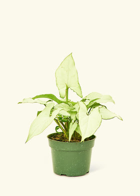 Arrowhead Plant White Butterfly in a 4 inches grow pot