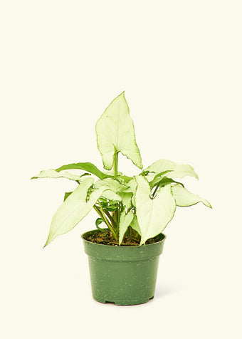 White Arrowhead Plant