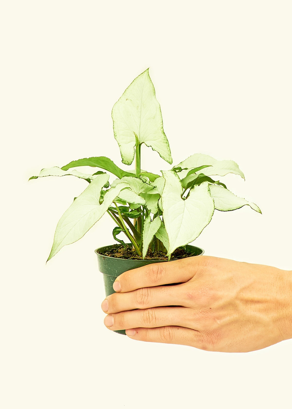 Arrowhead Plant White Butterfly in a 4 inches grow pot
