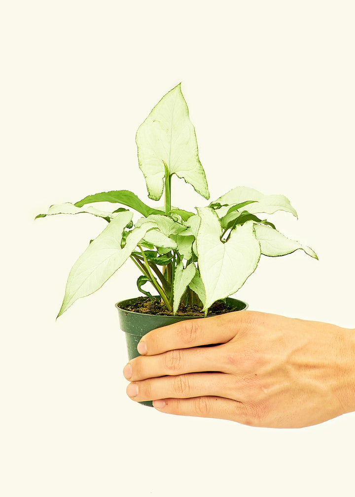 Arrowhead Plant White Butterfly in a 4 inches grow pot