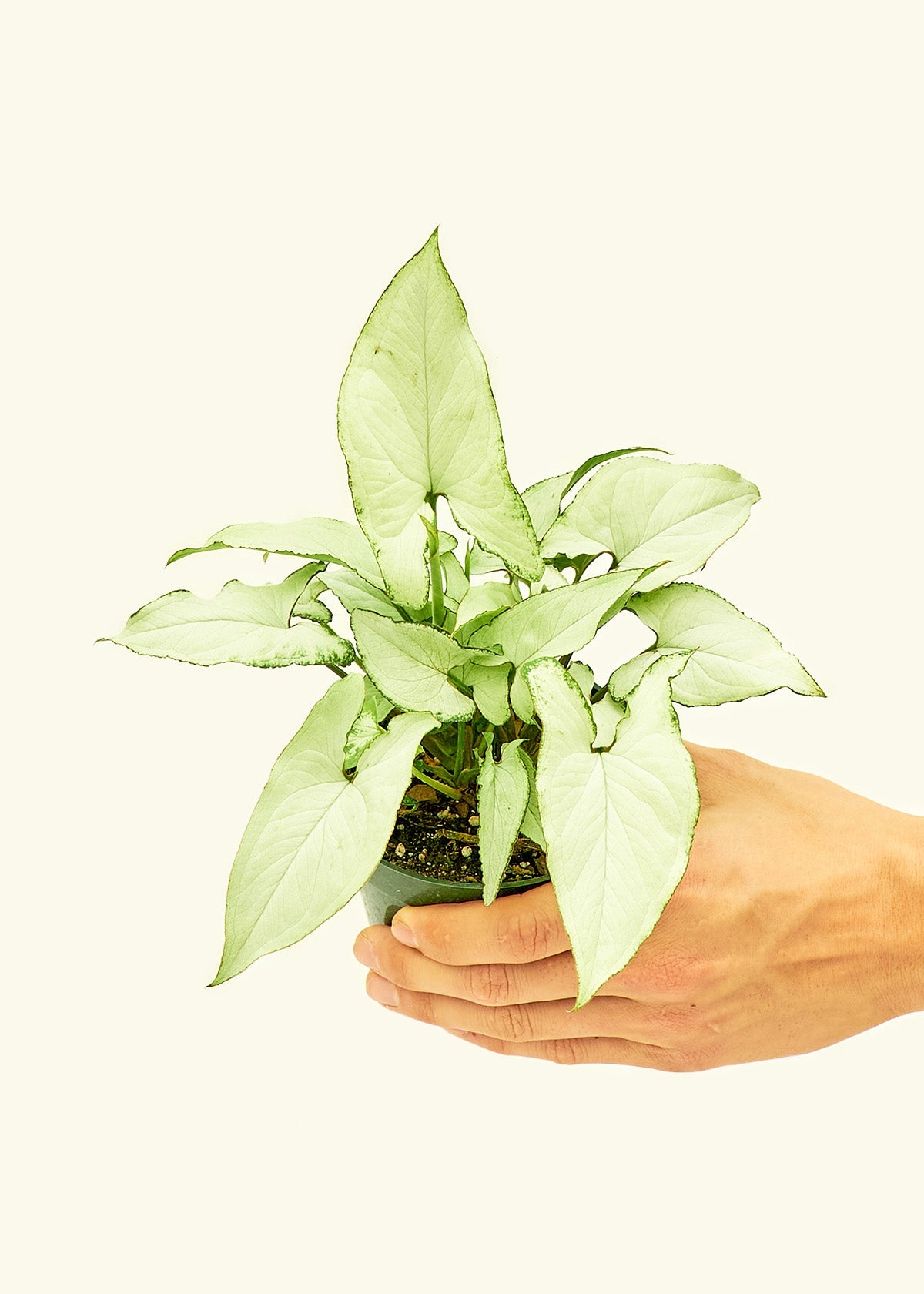 Arrowhead Plant White Butterfly in a 4 inches grow pot
