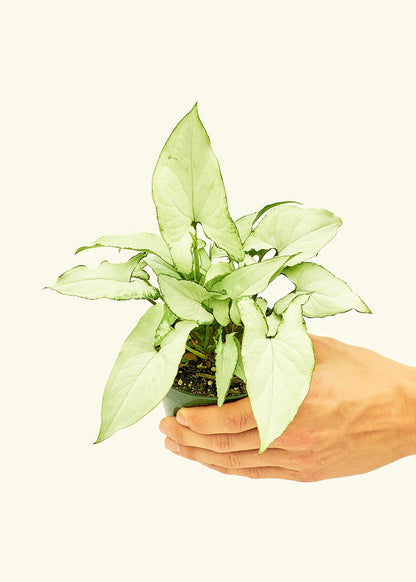 Arrowhead Plant White Butterfly in a 4 inches grow pot