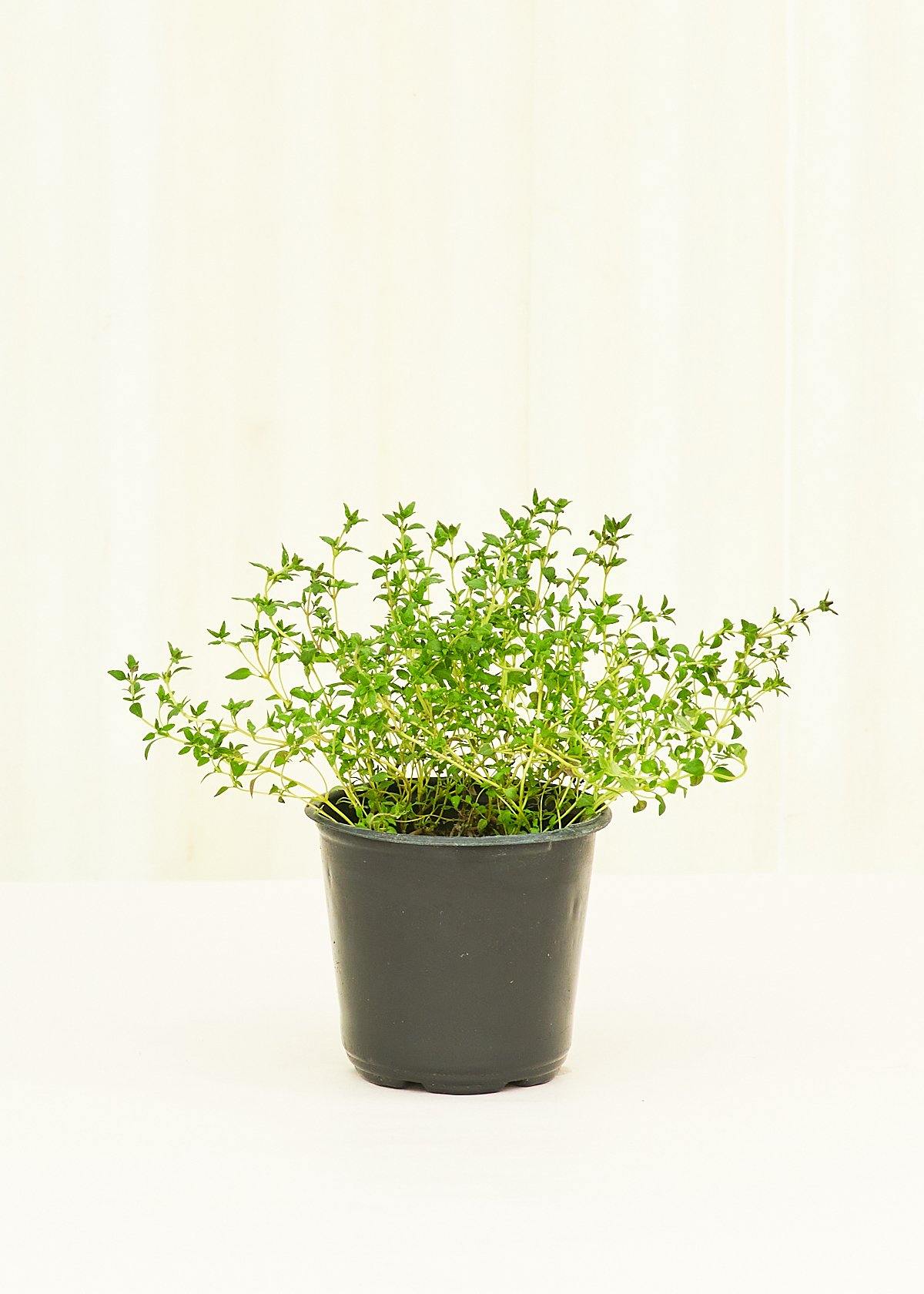 Thyme 4 pack Plant Rooted 