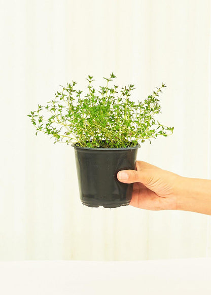 Thyme 4 pack Plant Rooted 